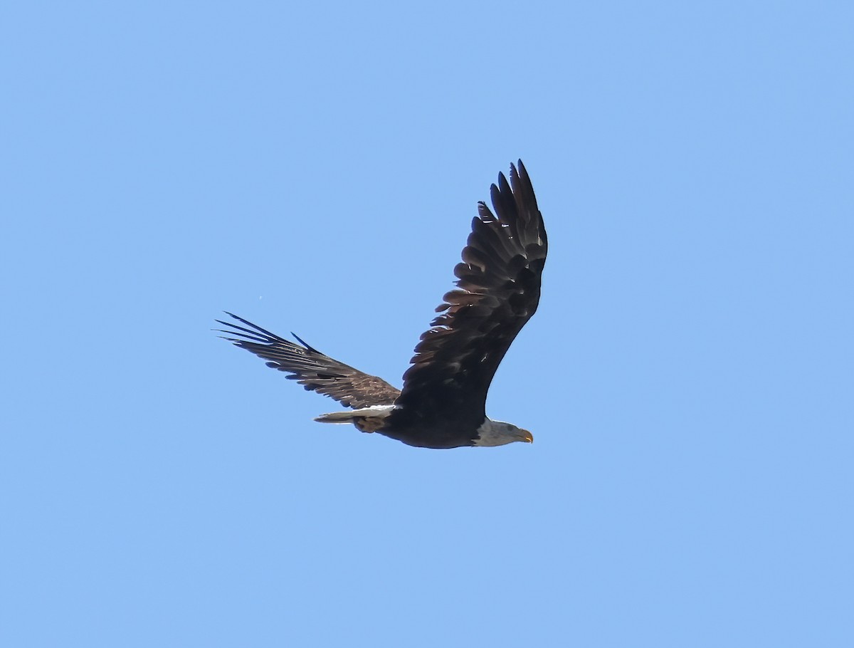 Bald Eagle - ML623197972