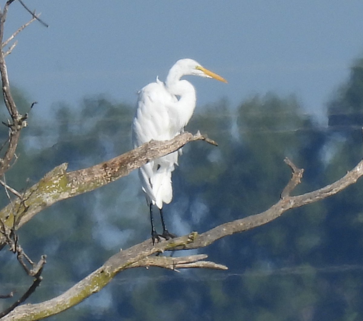 Great Egret - ML623197992