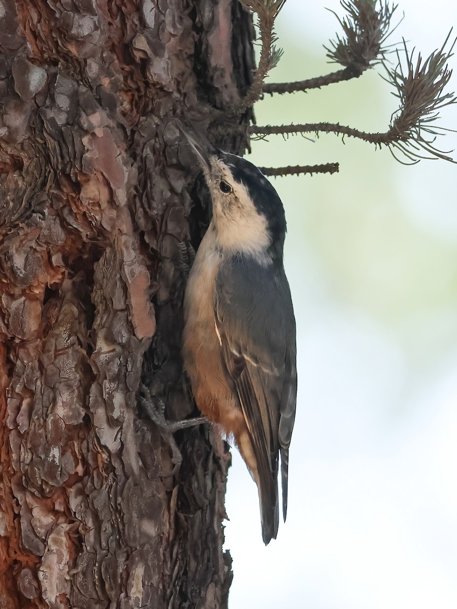 White-breasted Nuthatch - ML623197994