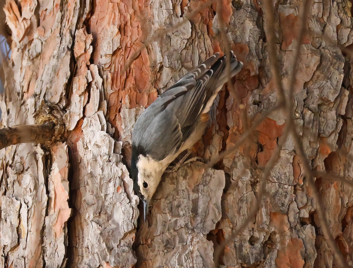 White-breasted Nuthatch - ML623197995