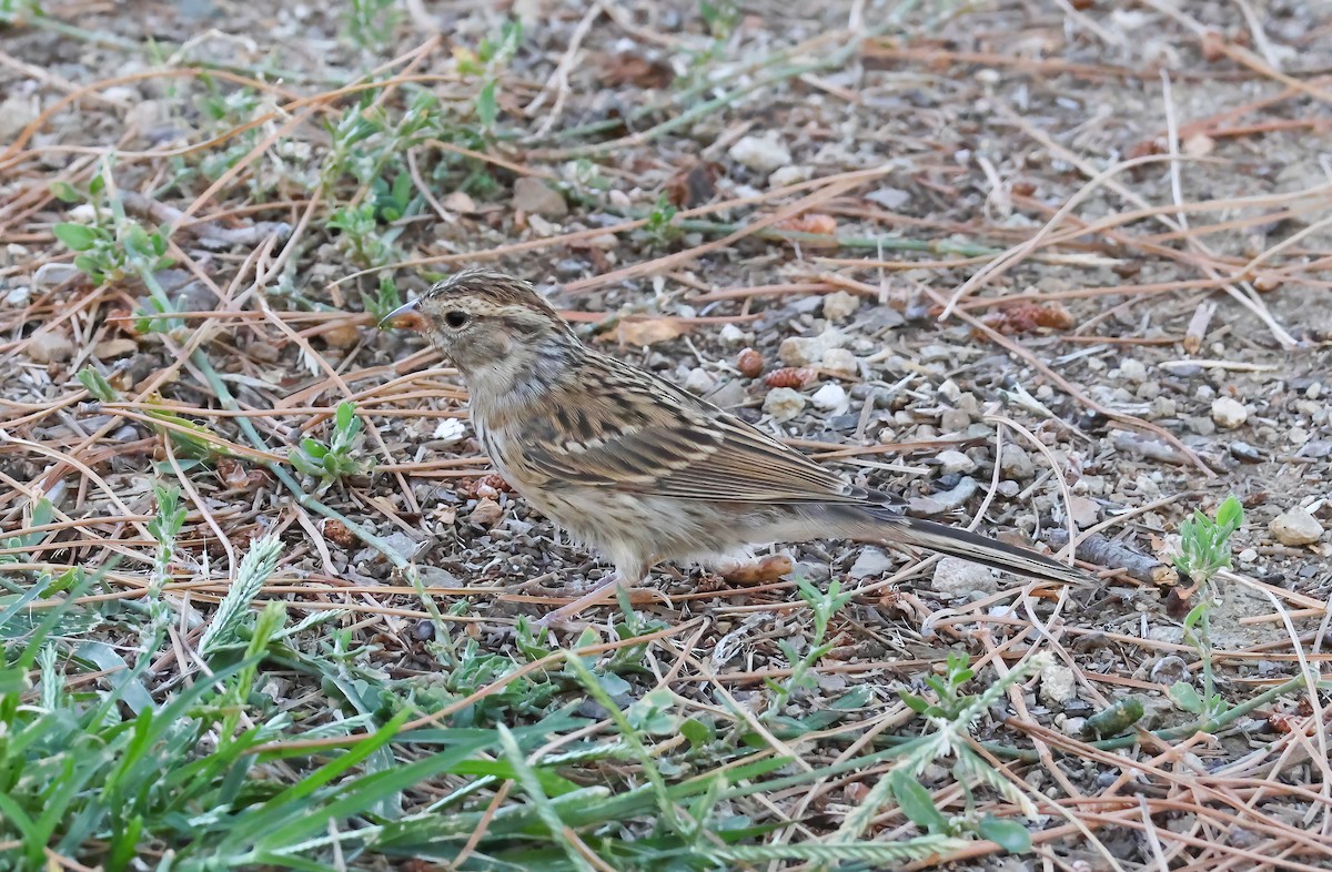 Chipping Sparrow - ML623198005