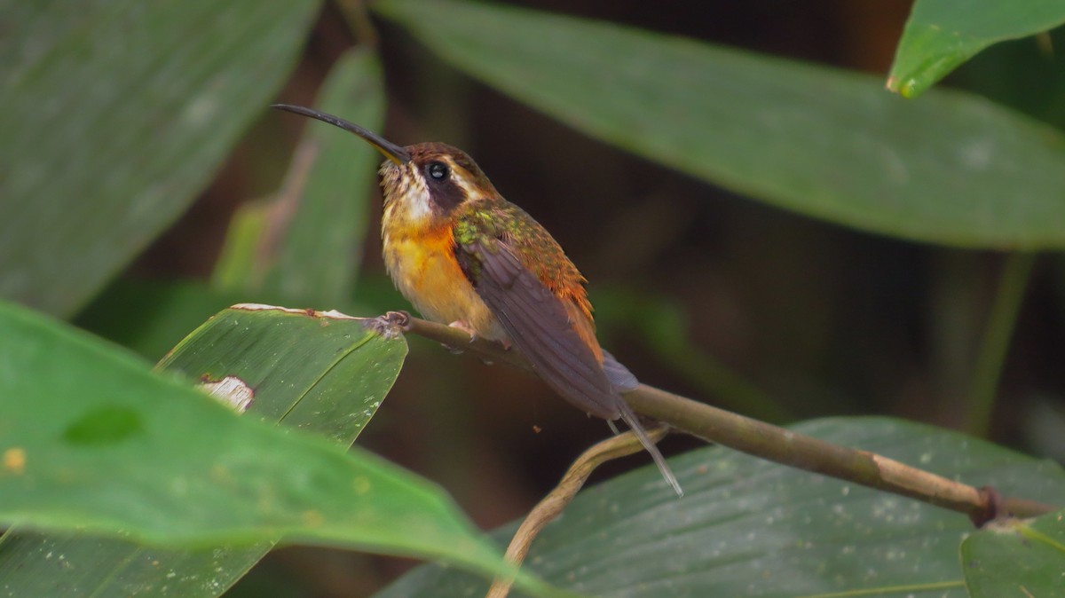 Gray-chinned Hermit - ML62319801