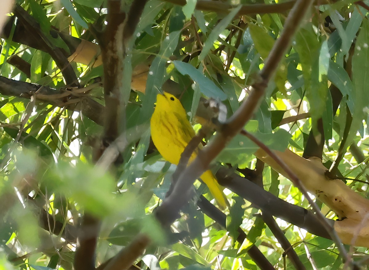 Yellow Warbler - ML623198011