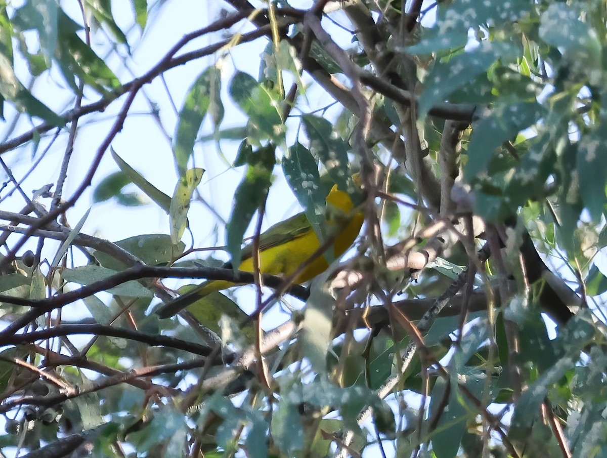 Wilson's Warbler - ML623198013