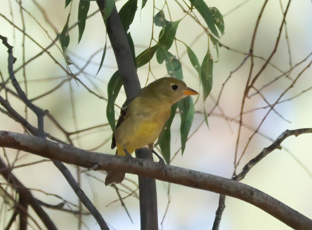 Western Tanager - ML623198022