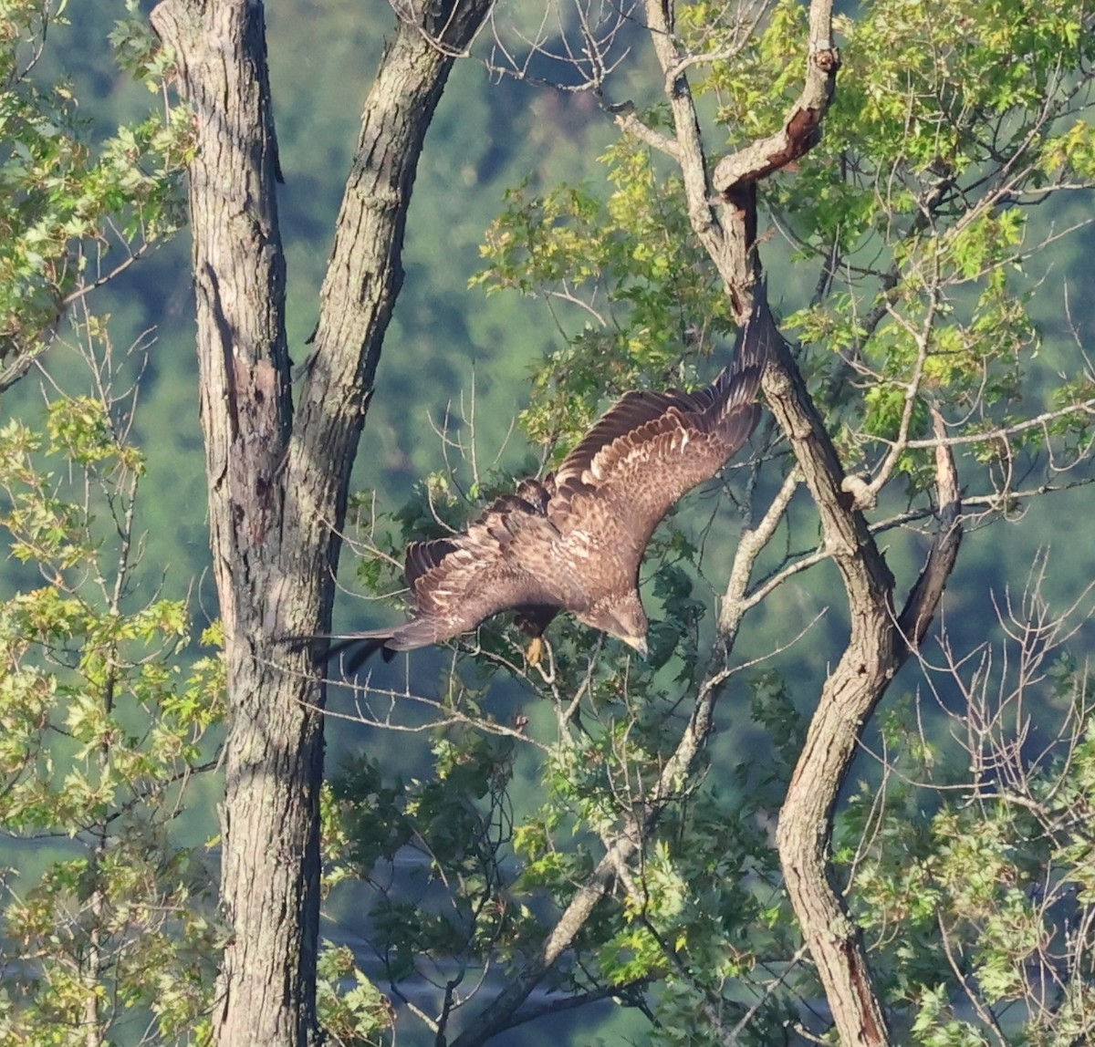 Bald Eagle - ML623198067
