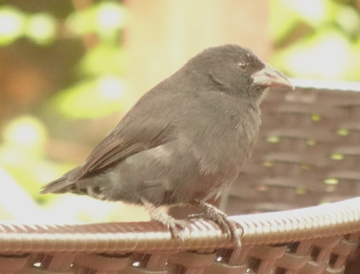 Common Cactus-Finch - ML623198069