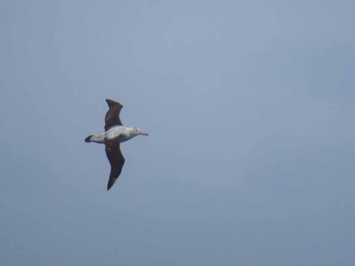 Albatros de Tristan da Cunha - ML623198097