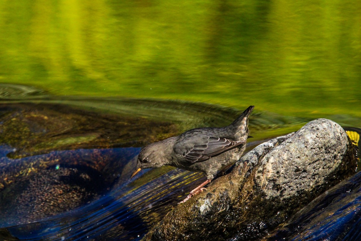 American Dipper - ML623198098