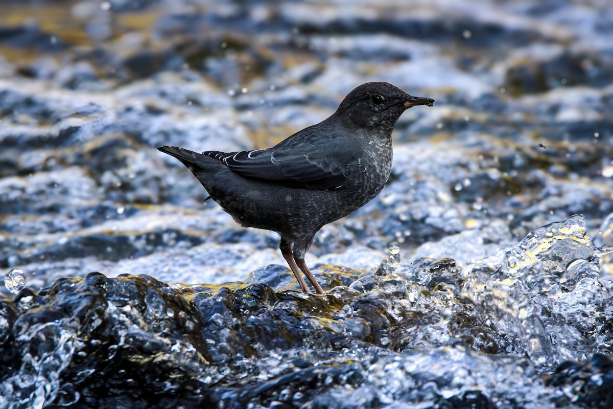 American Dipper - ML623198099