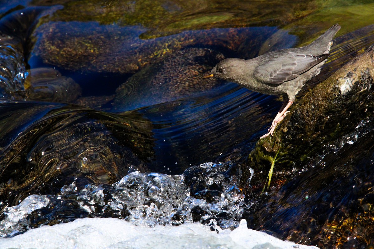 American Dipper - ML623198101