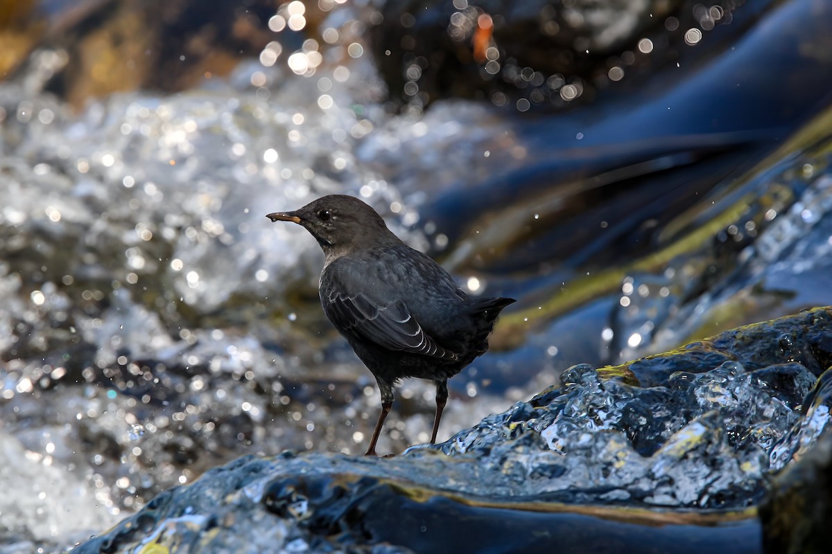 American Dipper - ML623198102