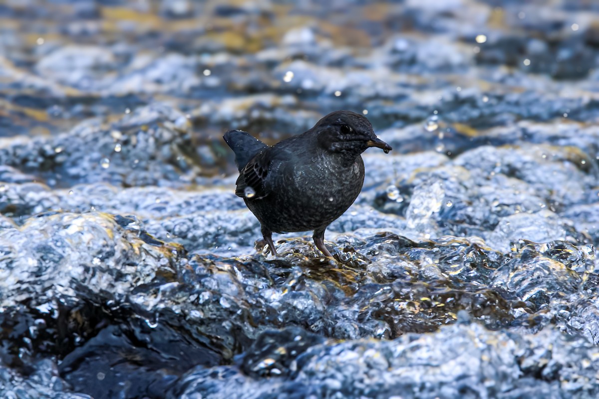 American Dipper - ML623198103