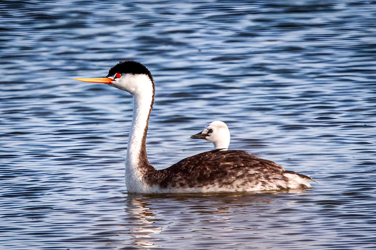 Clark's Grebe - Hannah Cox