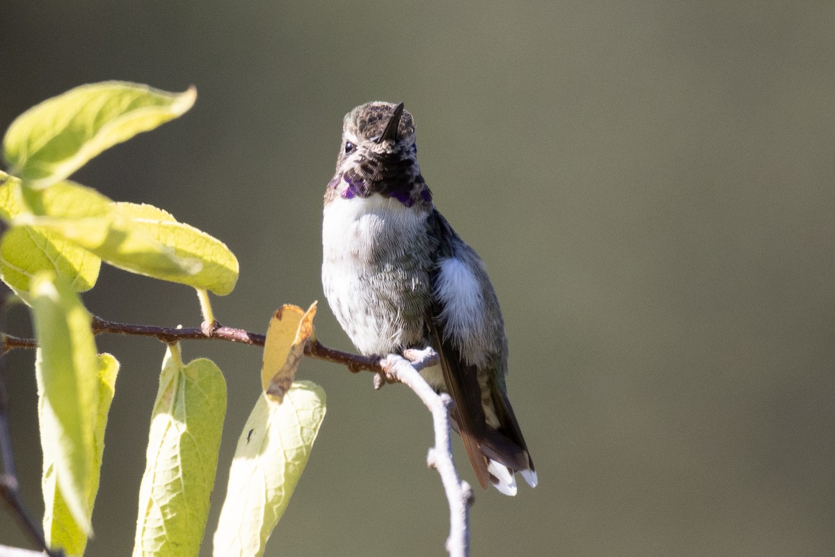 Black-chinned Hummingbird - Scott Marnoy