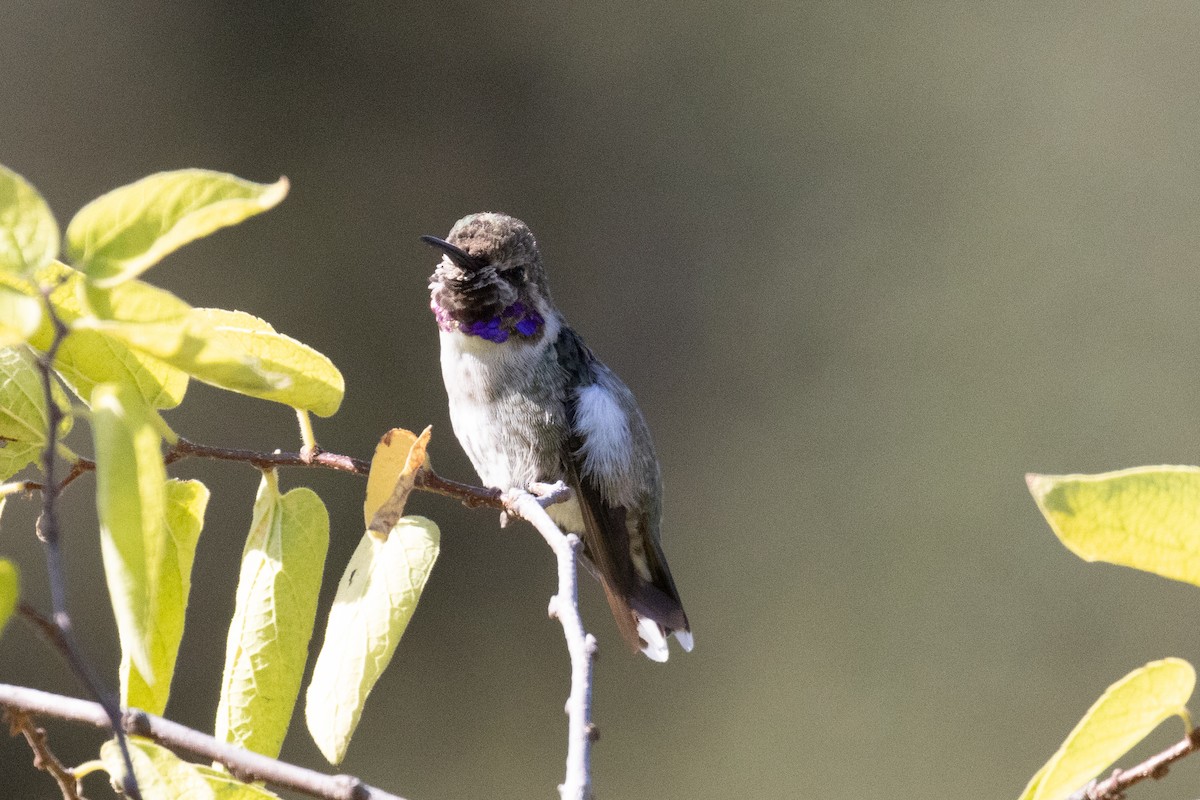 Black-chinned Hummingbird - ML623198146