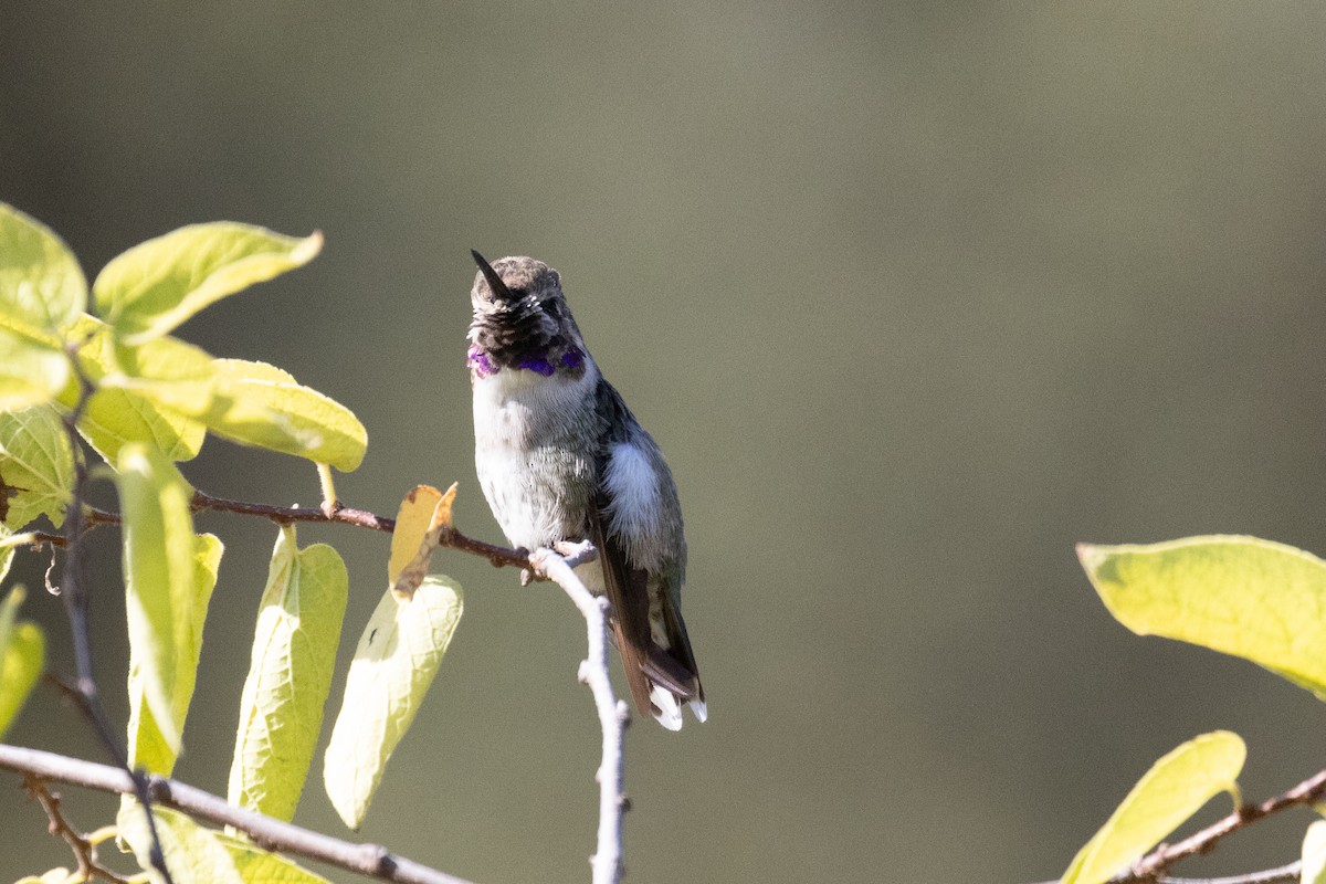 Black-chinned Hummingbird - ML623198147