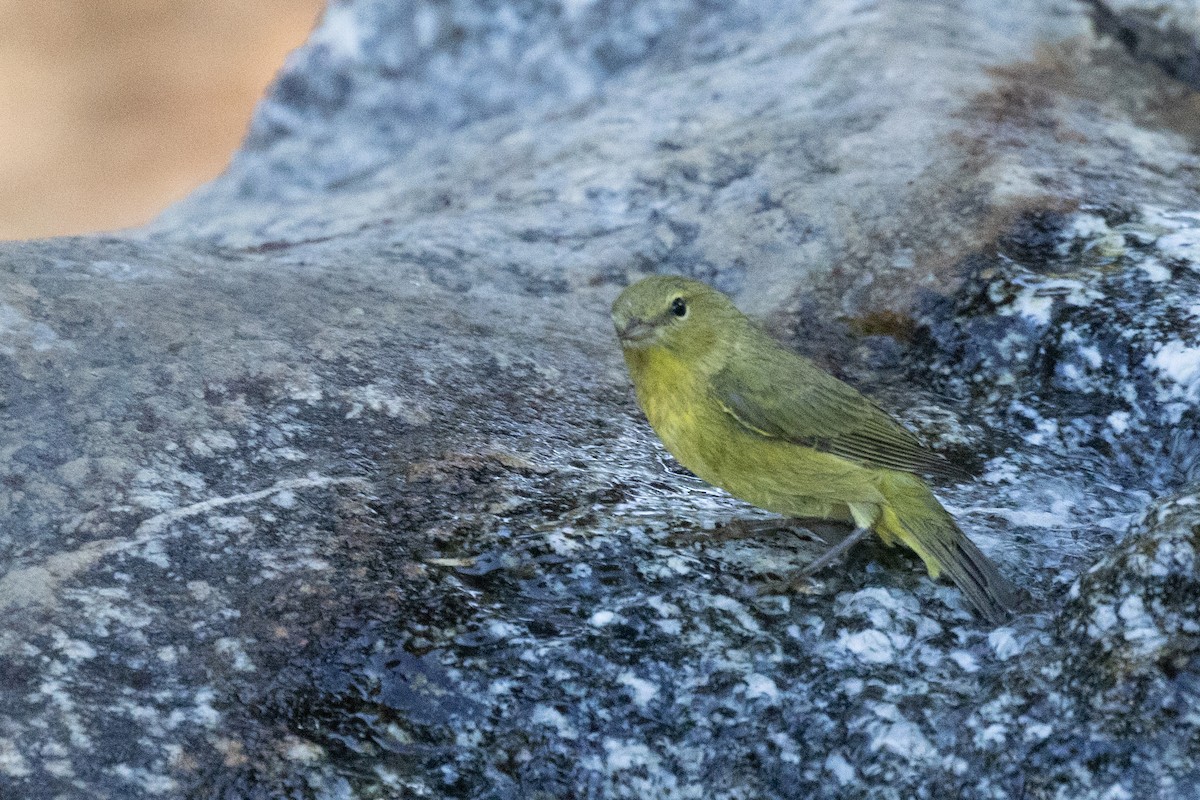 Orange-crowned Warbler - ML623198175