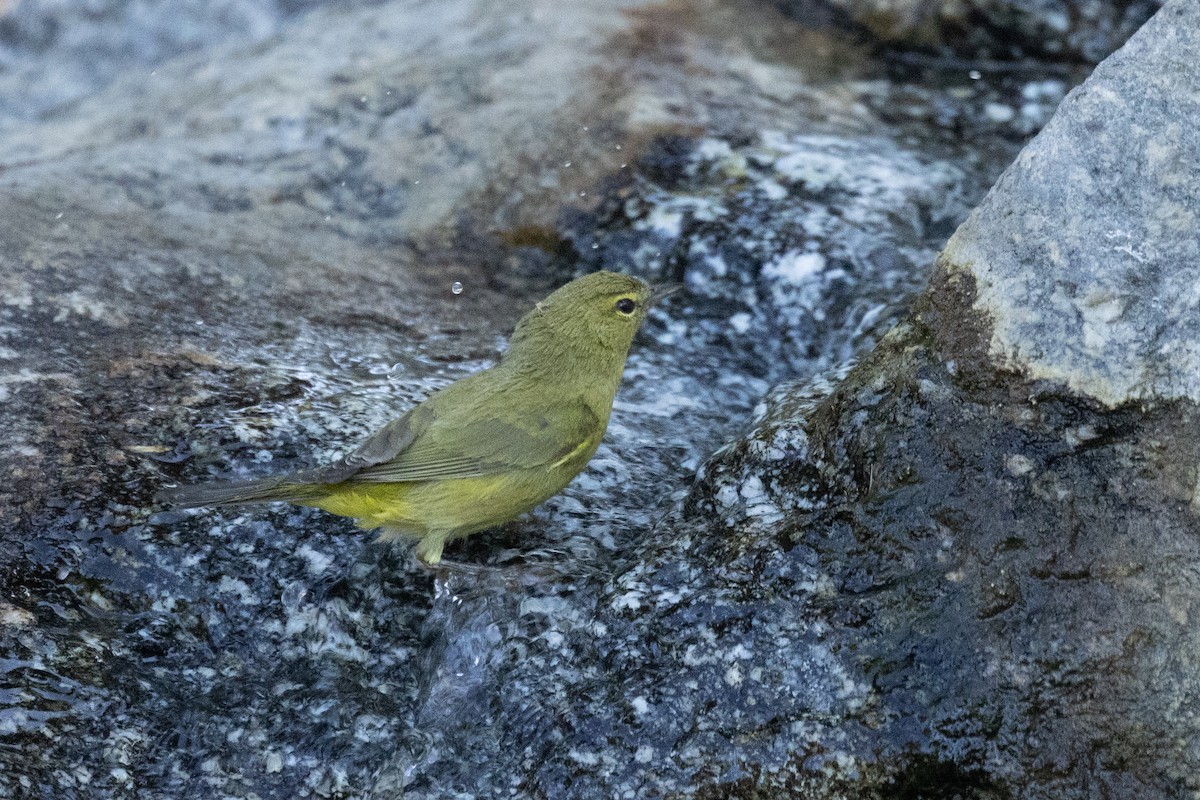 Orange-crowned Warbler - ML623198177