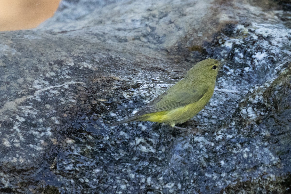 Orange-crowned Warbler - ML623198178