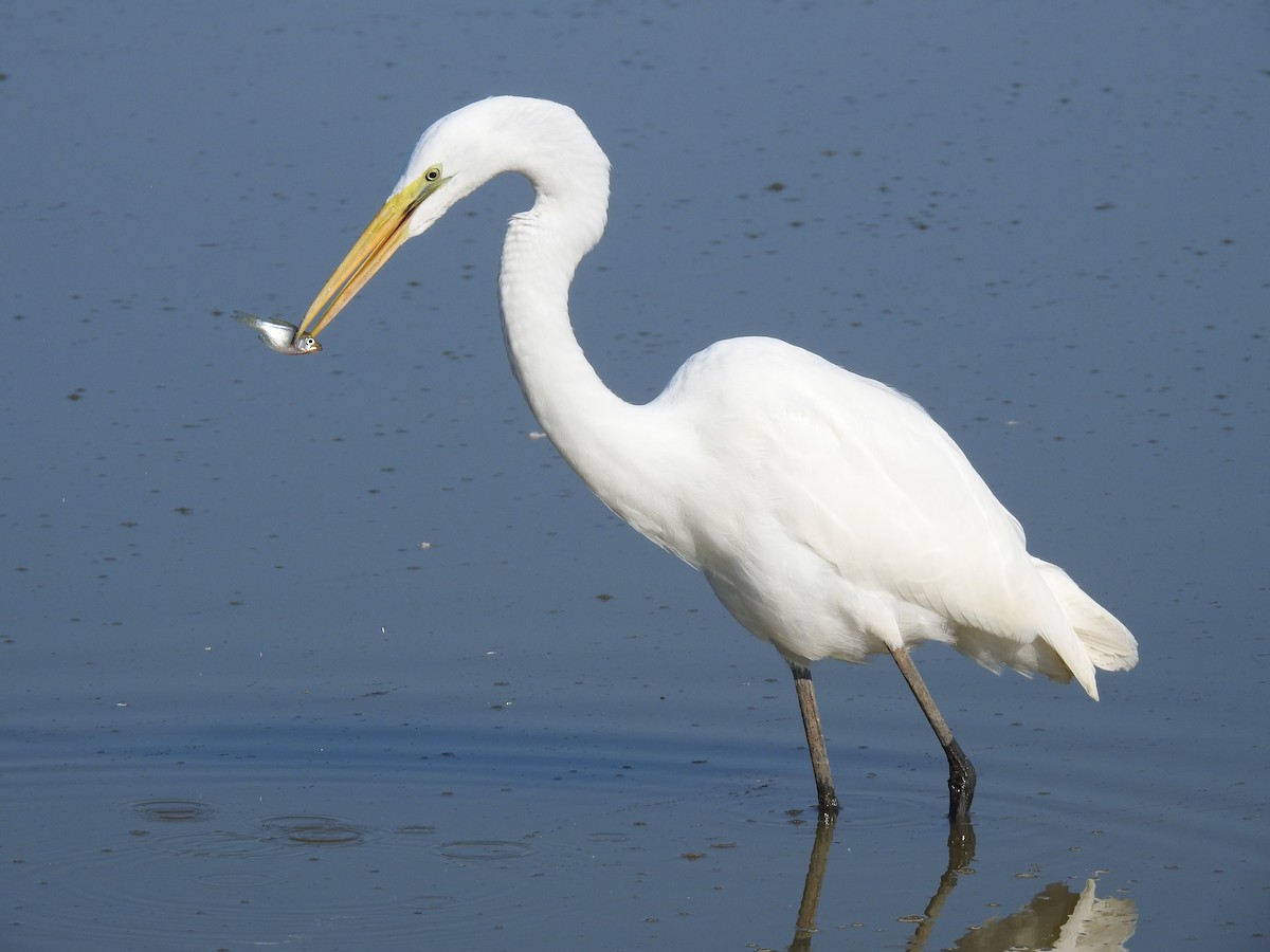 Great Egret - Caleb Morillo