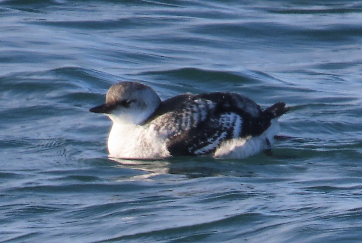 Pigeon Guillemot - ML623198220