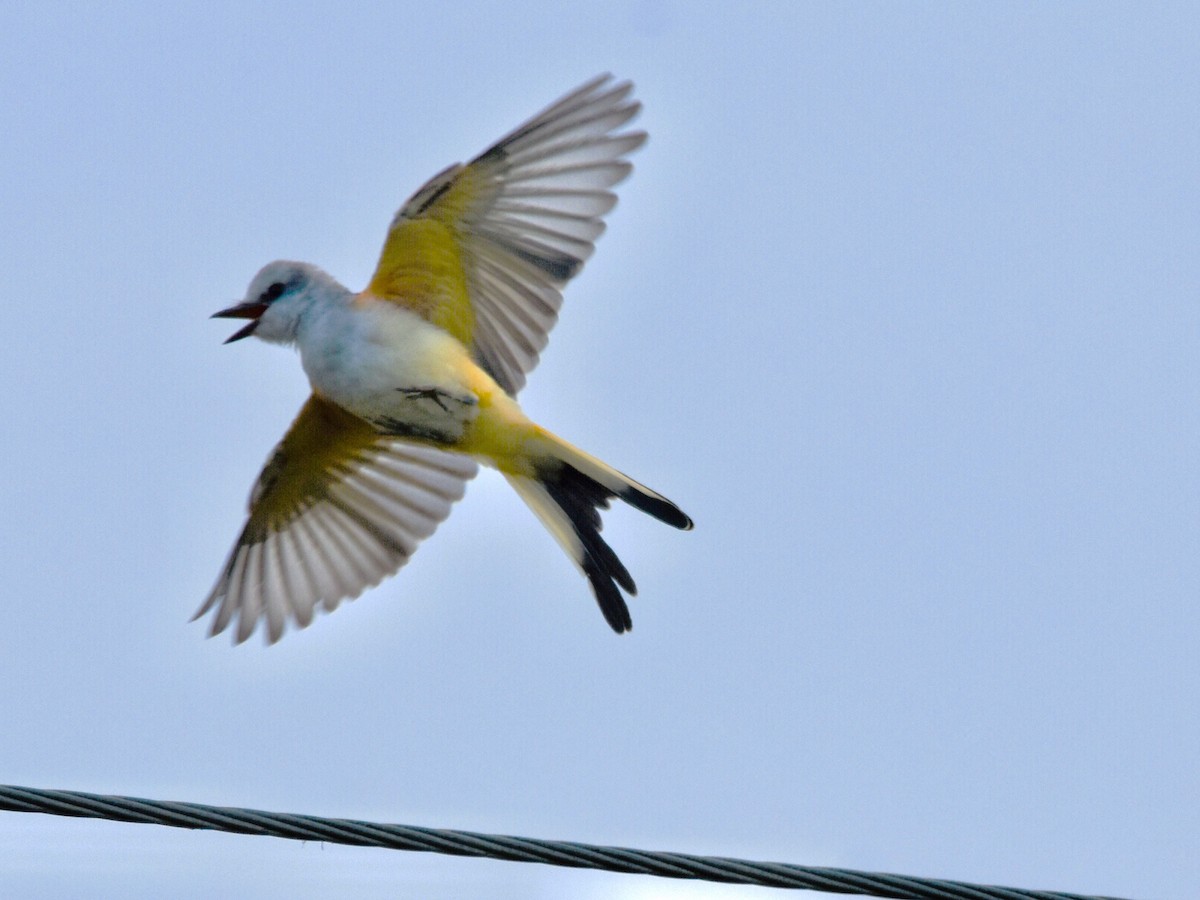 Scissor-tailed Flycatcher - ML623198232