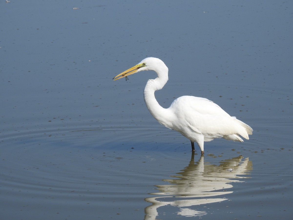 Great Egret - ML623198244