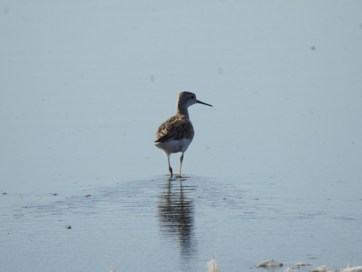 Wilson's Phalarope - ML623198291