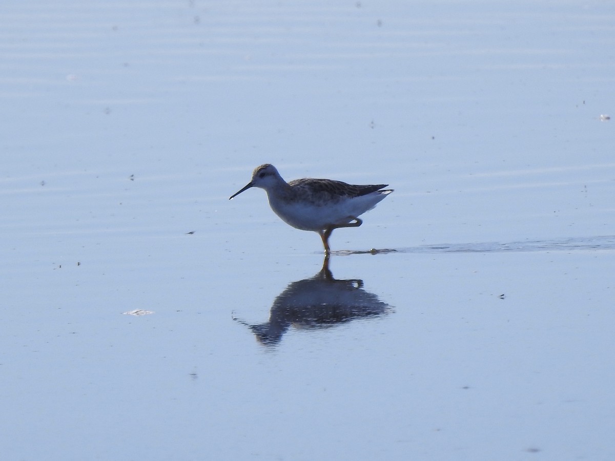 Wilson's Phalarope - ML623198292