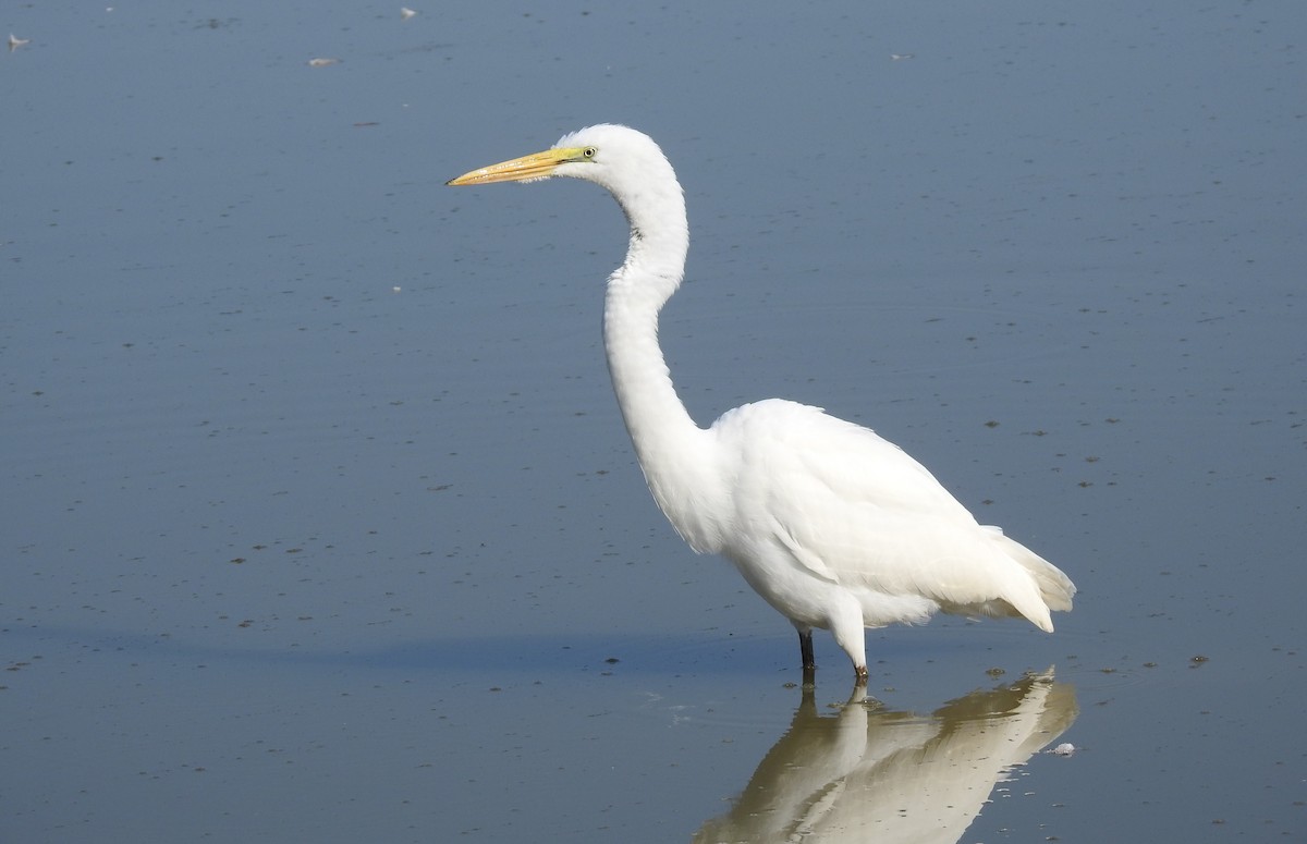 Great Egret - ML623198326