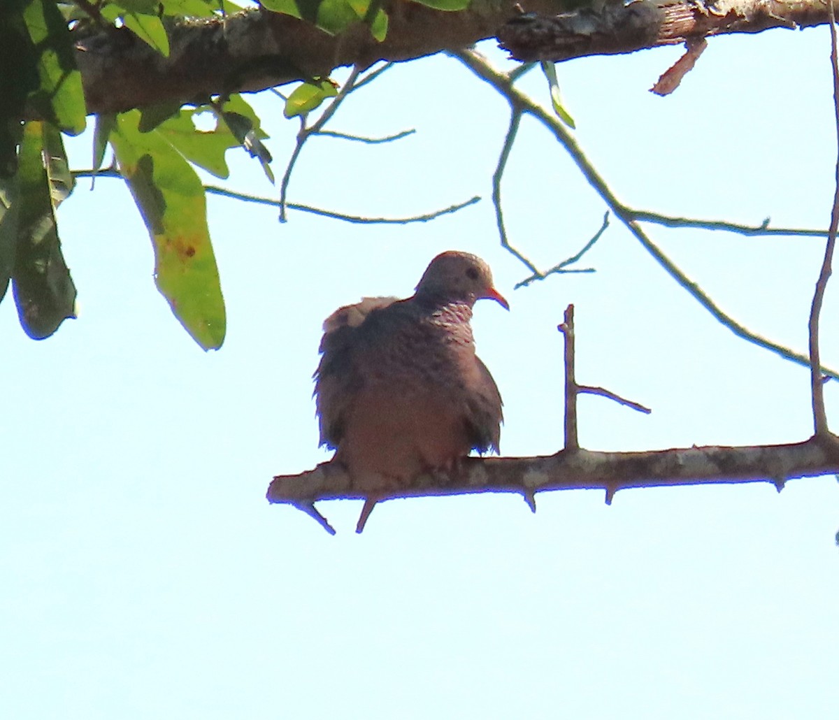 Common Ground Dove - ML623198330