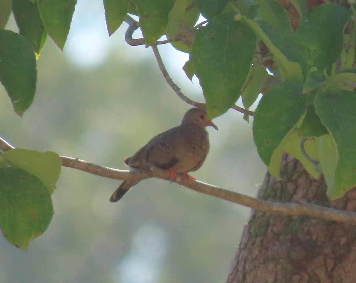 Common Ground Dove - ML623198357