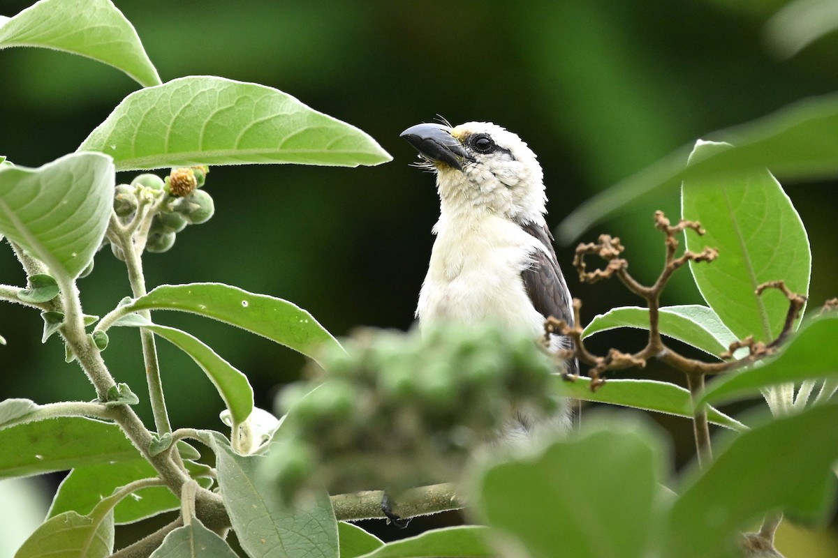 White-headed Barbet - ML623198383