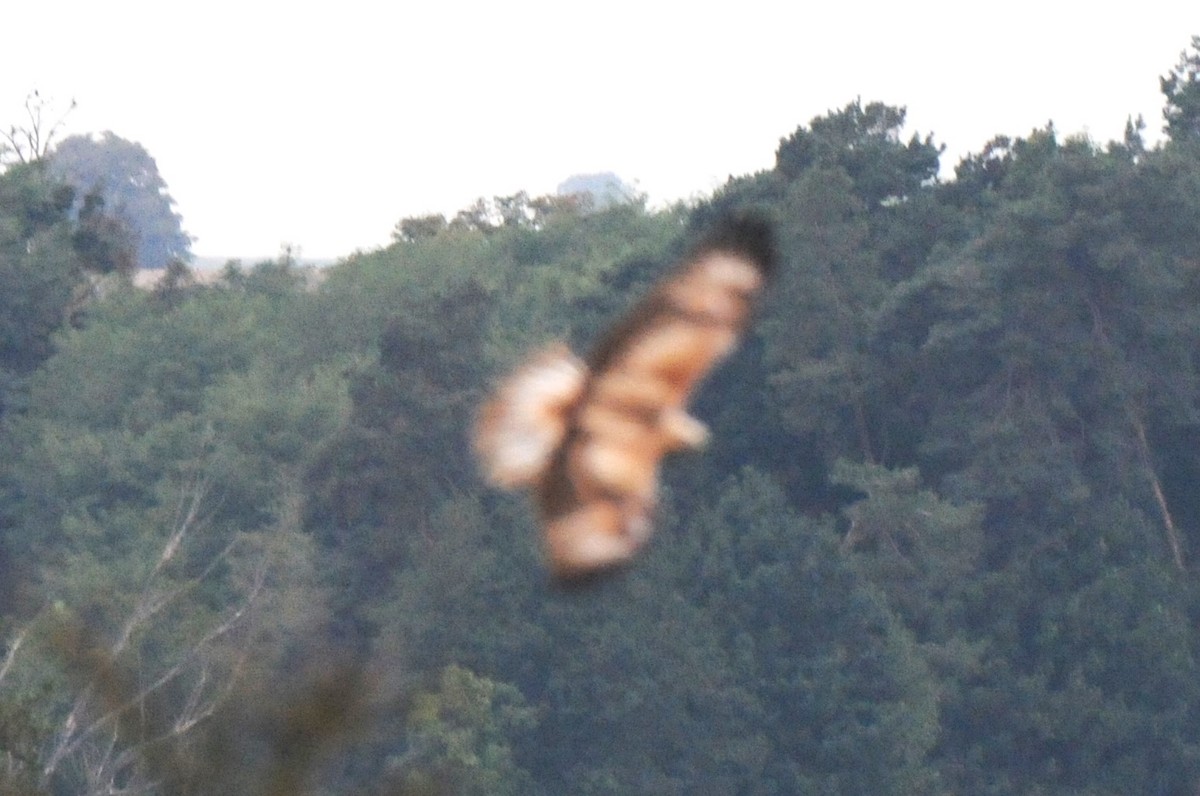 Long-legged Buzzard - ML623198398