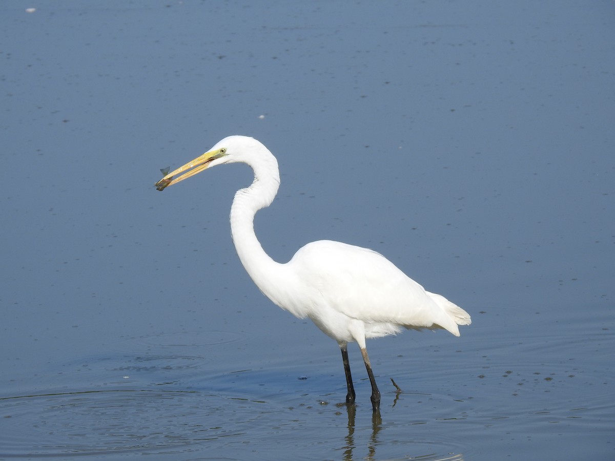 Great Egret - ML623198538