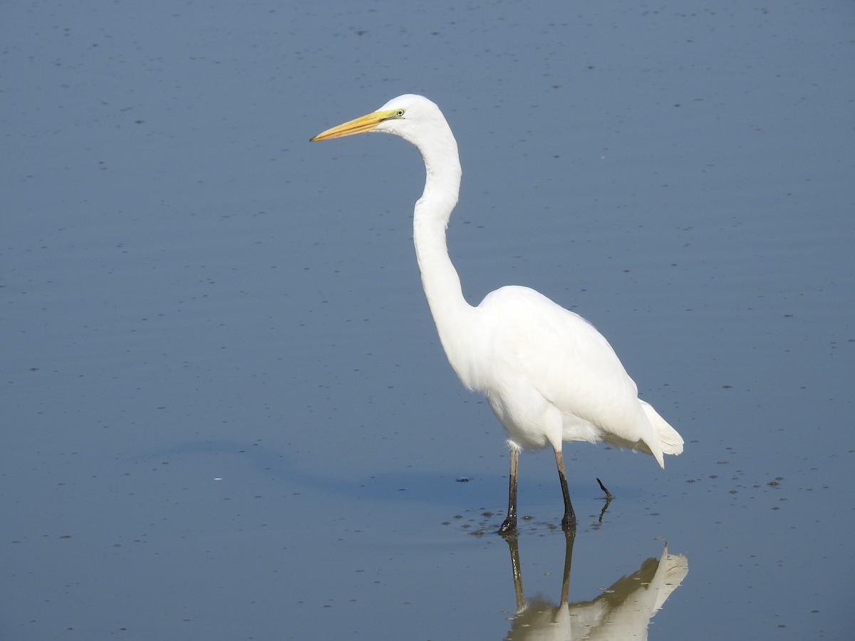 Great Egret - ML623198569