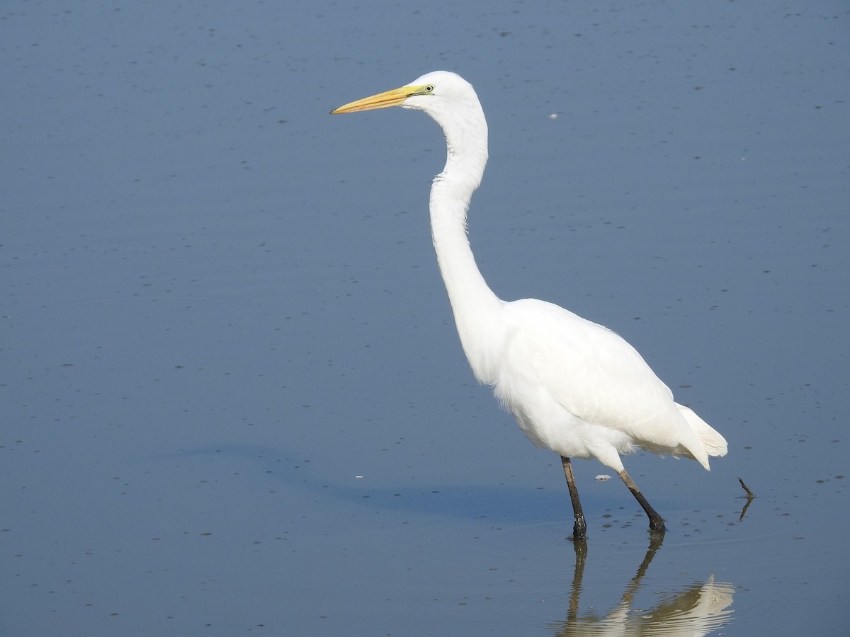 Great Egret - ML623198570