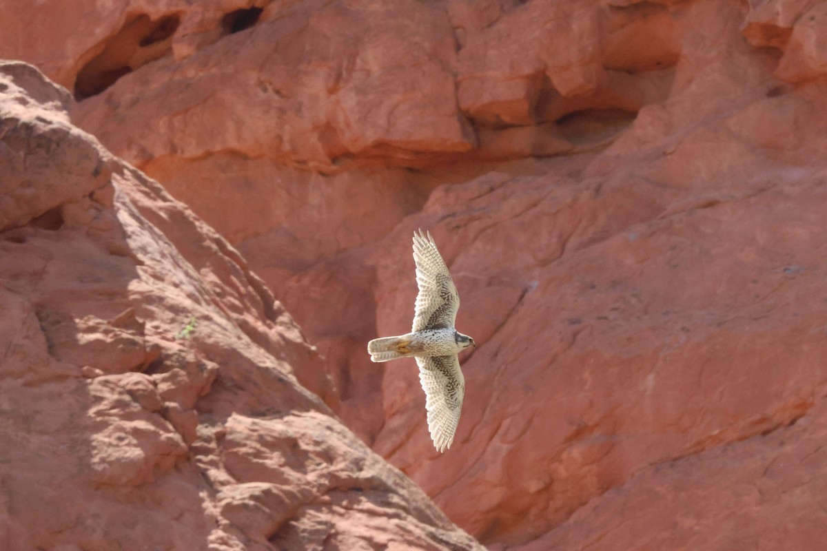 Prairie Falcon - ML623198576