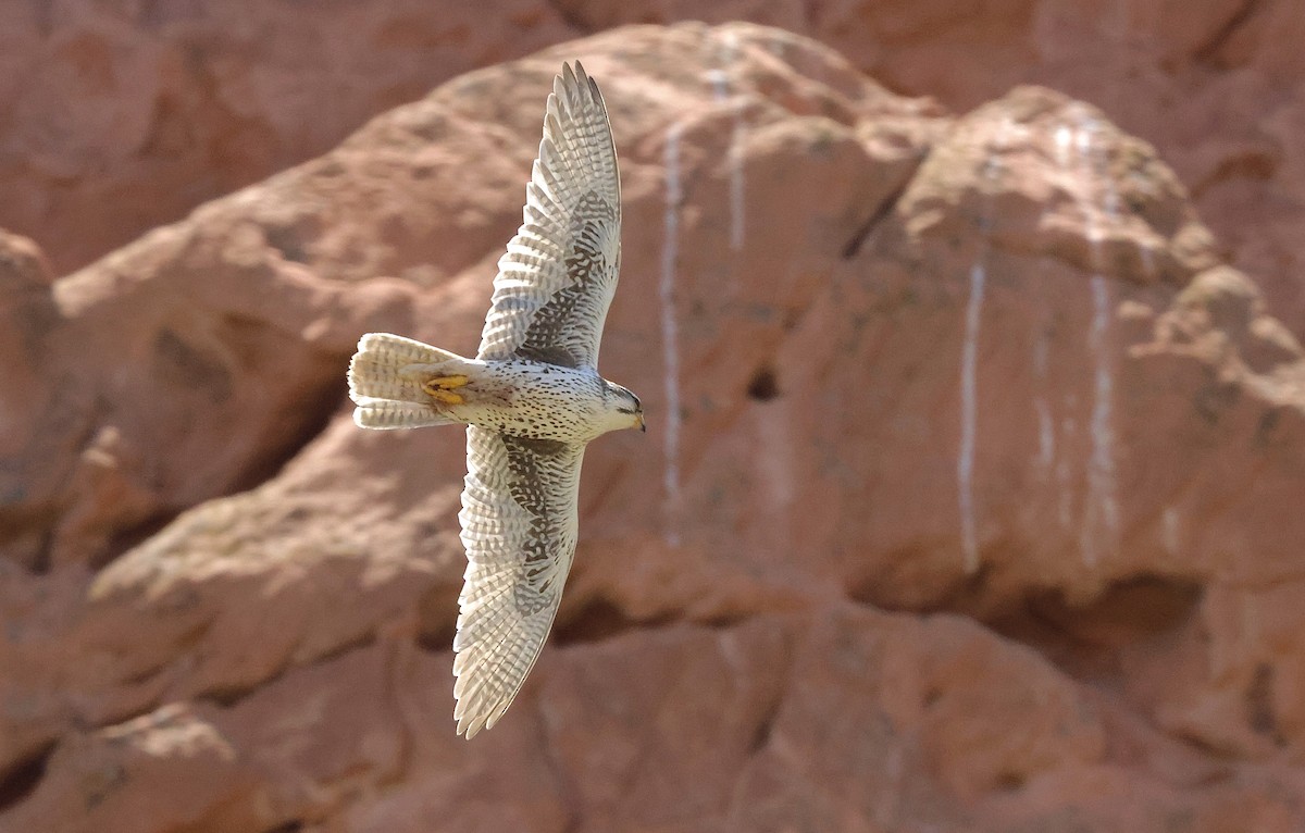 Prairie Falcon - ML623198577