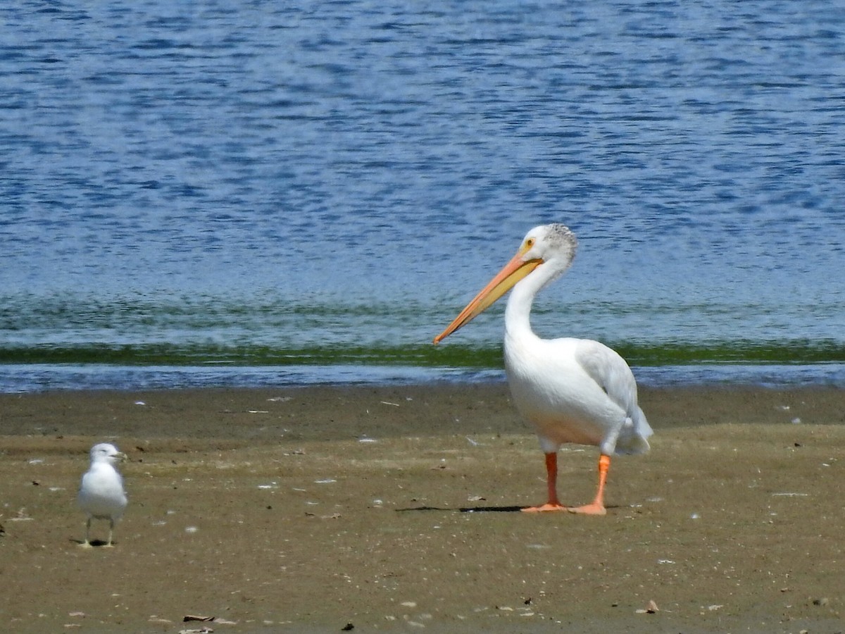 American White Pelican - ML623198578