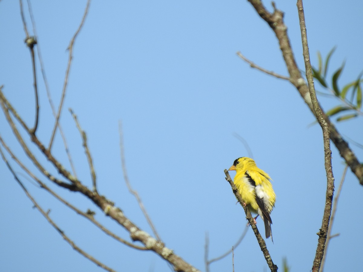 American Goldfinch - ML623198612