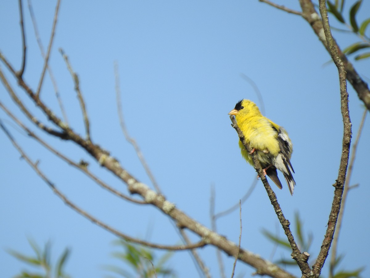 American Goldfinch - ML623198669