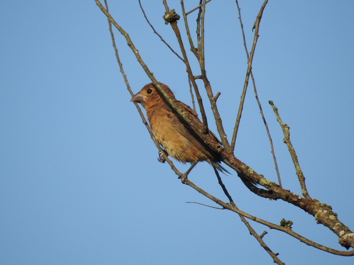 Blue Grosbeak - ML623198706