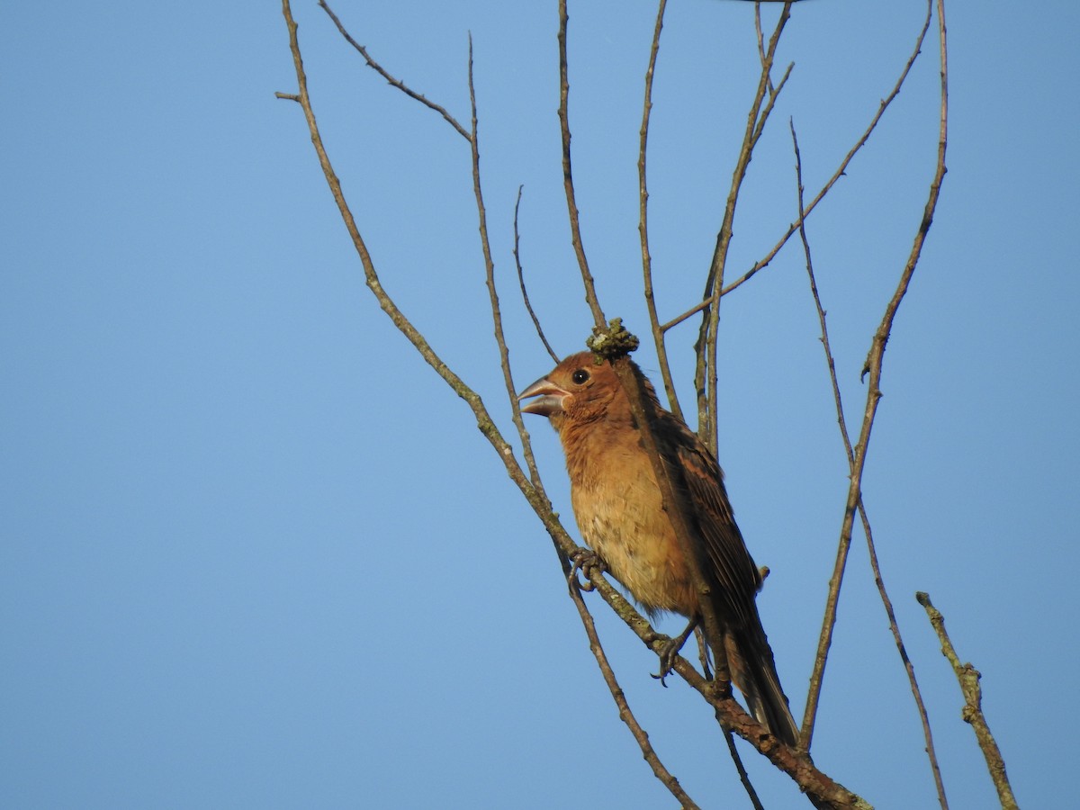 Blue Grosbeak - ML623198714