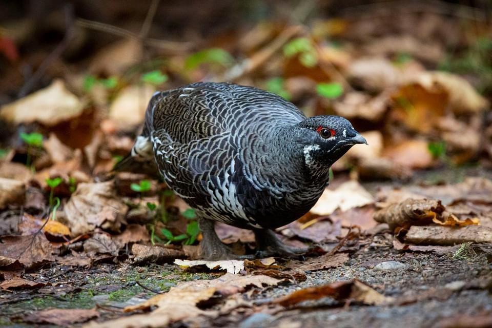 Spruce Grouse - ML623198775