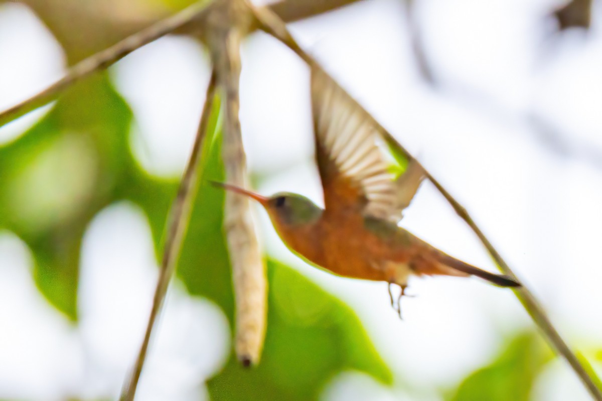 Cinnamon Hummingbird - ML623198785