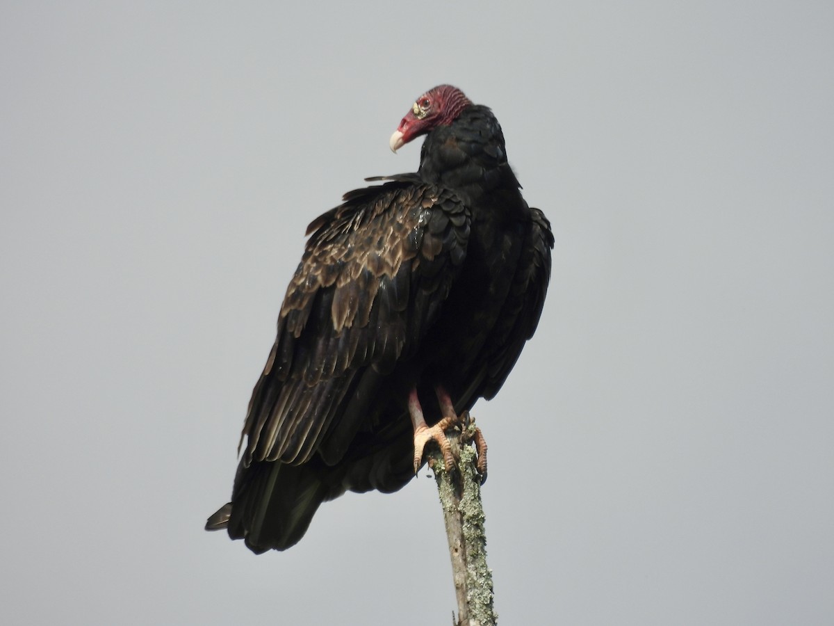 Turkey Vulture - ML623198887