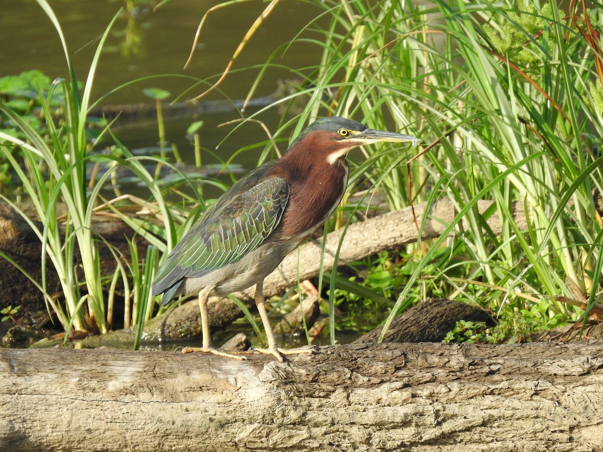 Green Heron - ML623198904