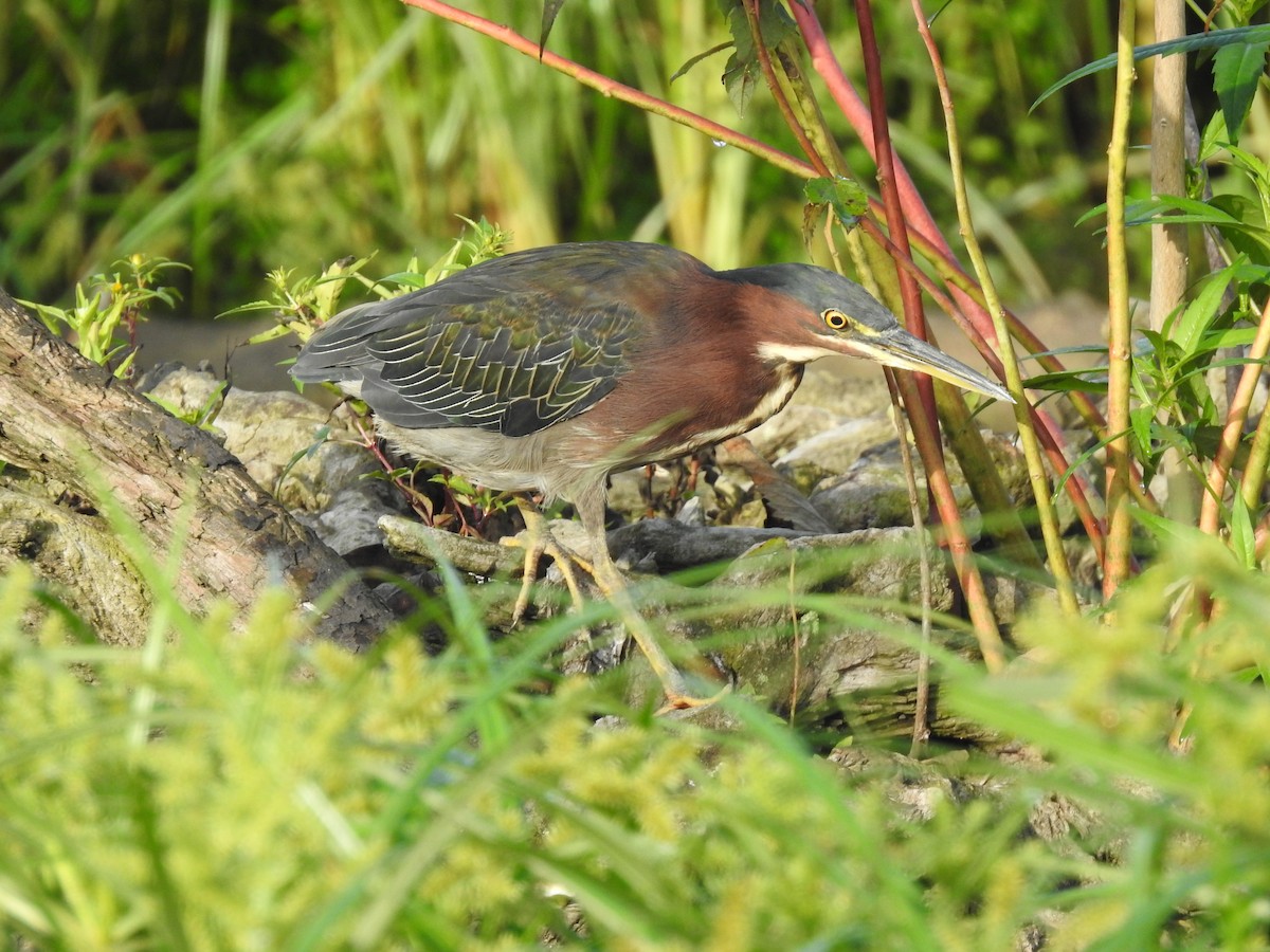 Green Heron - ML623198910